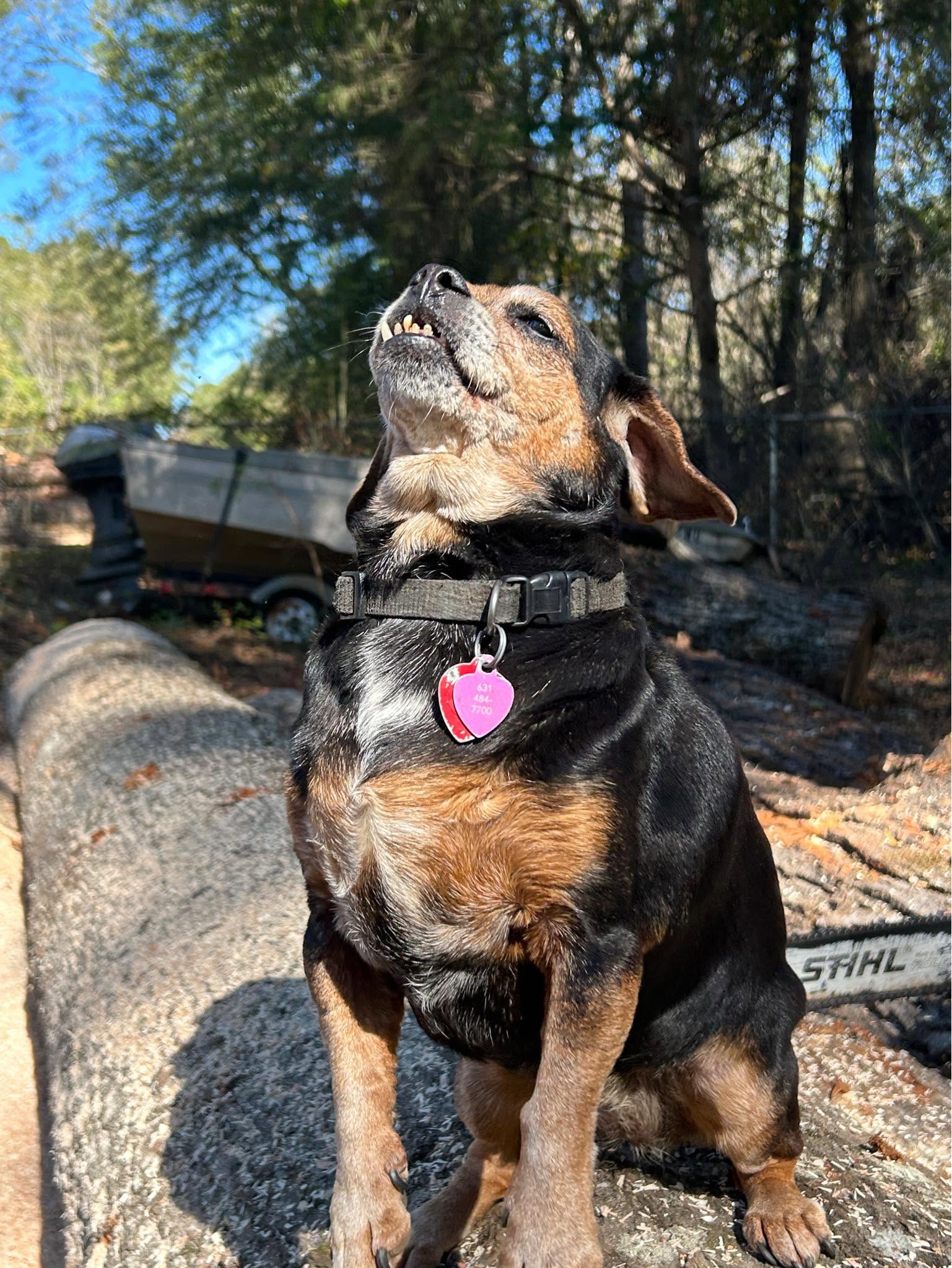 Capri Job-Site Dog with 1-888-TREE-DOC Tag