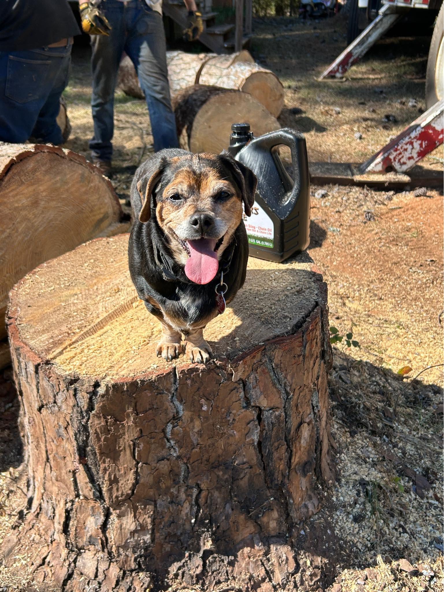 Capri standing on freshly notched oak stump