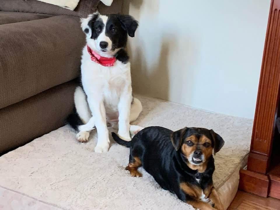 Willow and Capri relaxing together at home on the couch